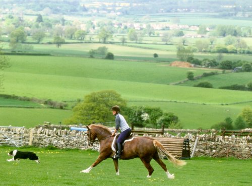 Juliet at UK Chasers - Picture for Horse and Hound